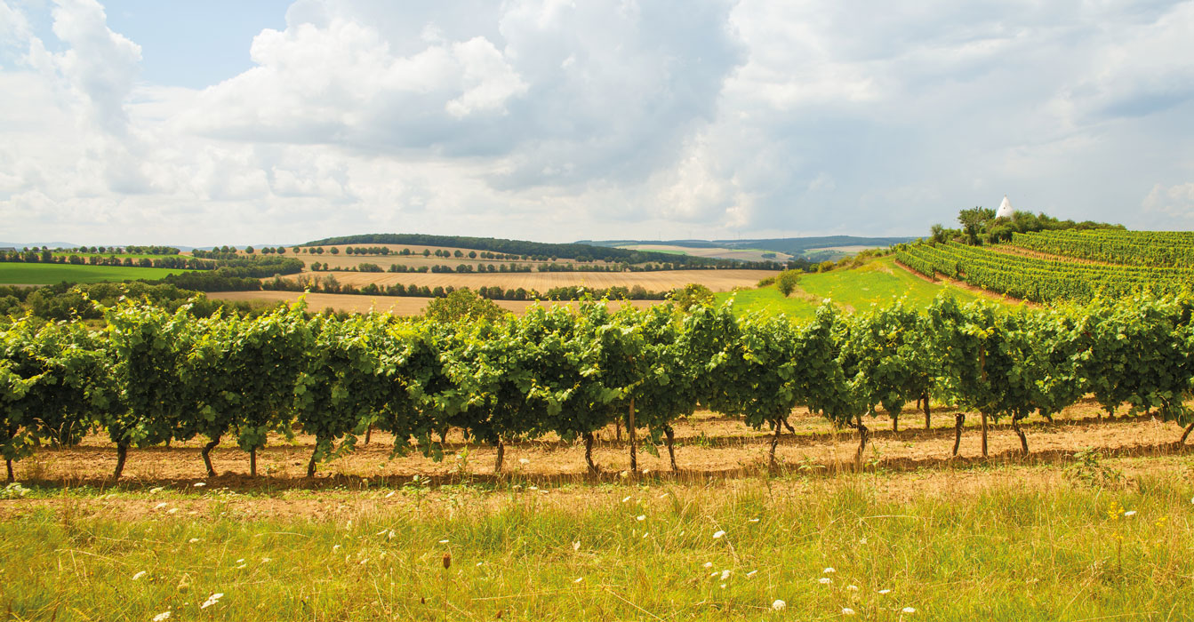 Weingut Thomas Rüb - Weingut Thomas-Rüb